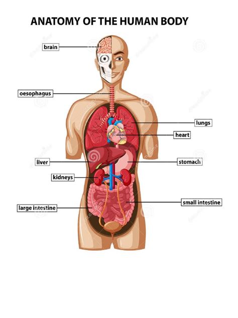 Anatomy of Human Body | PDF