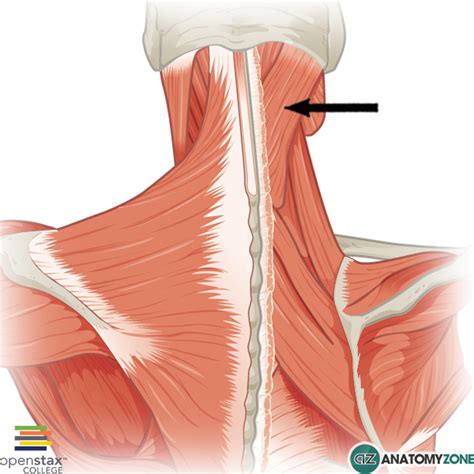 Splenius Capitis Izmos Izom Csontrendszeri AnatomyZone