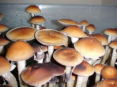 Zdjęcia Psilocybe cubensis B GATUNKI i ODMIANY ENTEOGENNYCH