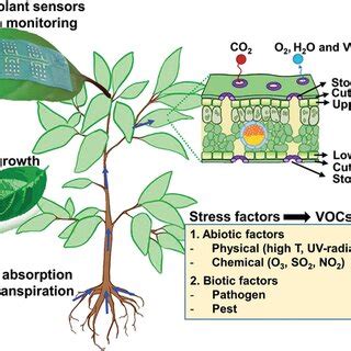 Emerging Wearable Sensors for Plant Health Monitoring | Request PDF