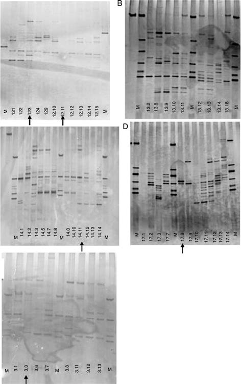 Polymerase Chain Reaction Denaturing Gradient Gel Electrophoresis Download Scientific Diagram