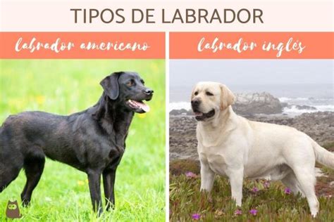 Tipos de labrador Inglés y americano con fotos