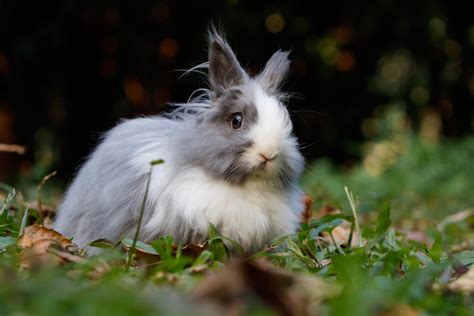 Your Ultimate Guide To Bunny Health And Happiness Firstvet