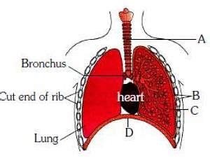 The Figure Shows A Diagrammatic View Of Human Respiratory System With