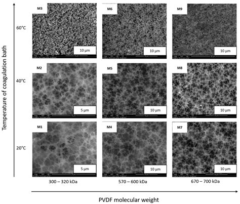 Polymers Free Full Text Pvdf Membrane Morphologyinfluence Of