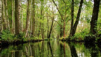 Cuál es el segundo pulmón verde del planeta Ambientum