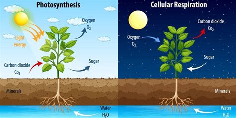 Root Respiration Why Plants Need Oxygen To Thrive