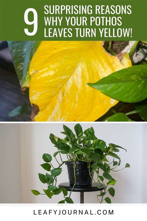 Some Plants That Are Yellow And Green With The Words 9 Surprising Reasons Why Your Photos Leaves