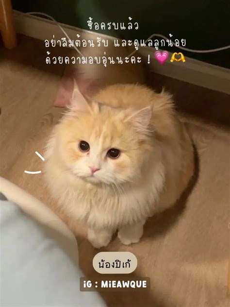 🐈🥣แจก Item ต้องมีก่อนมีน้องแมวหลัก Xx Xxx ⭐️สไตล์เด็กbu แกลเลอรี