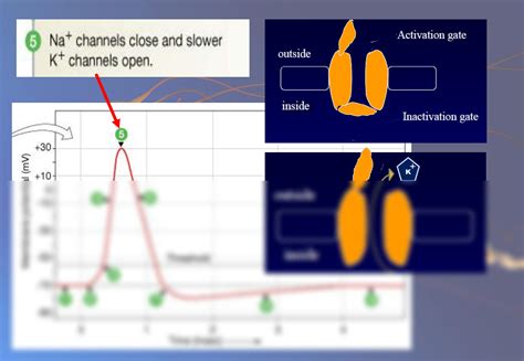 Solution Physiology Action Potential Propagation Studypool