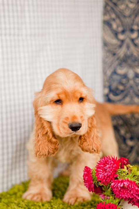 Fantastic Cocker Spaniels – Kellys Kennels