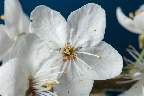 Una Rama De Un Manzano Floreciente Con Grandes Flores Blancas Foto