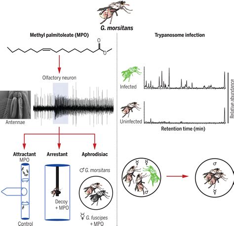 A Volatile Sex Attractant Of Tsetse Flies Science