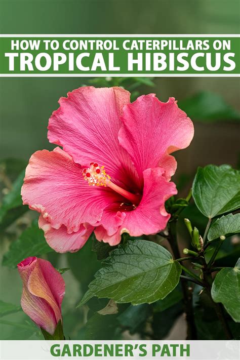 How To Identify And Control Caterpillars On Tropical Hibiscus