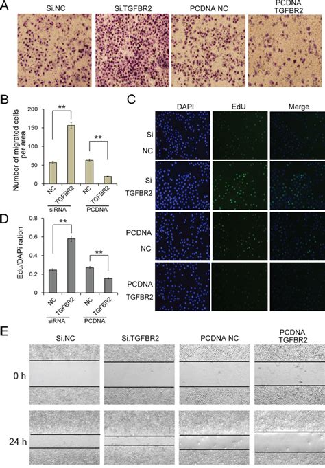 Oncotarget Mir 17 5p Regulates Cell Proliferation And Migration By