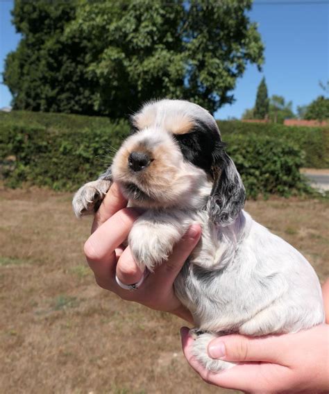 Elevage Des Adrilines D Opale Eleveur De Chiens Cocker Spaniel Anglais