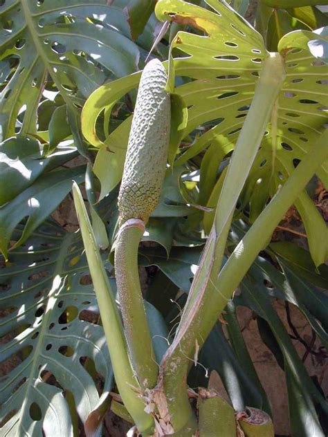 Monstera Split Leaf Philodendron Monstera Deliciosa