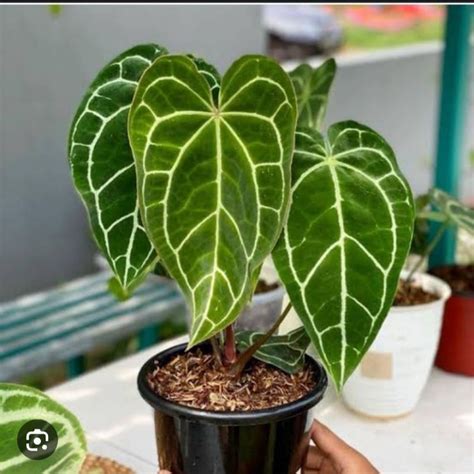 Jual Anthurium Crystallinum Tanaman Hias Kuping Gajah Shopee Indonesia