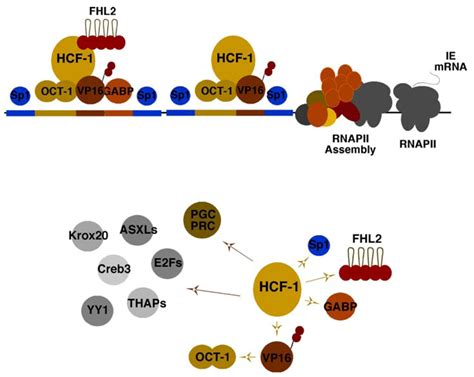 Viruses Free Full Text The Dynamics Of Hcf 1 Modulation Of Herpes Simplex Virus Chromatin