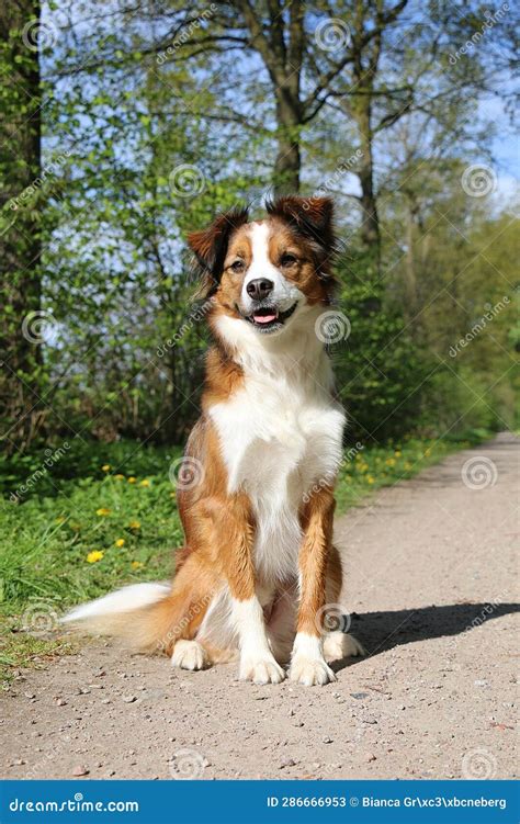 A Cute Brown White Border Collie Mix Breed Sitting on a Sandy Path in ...