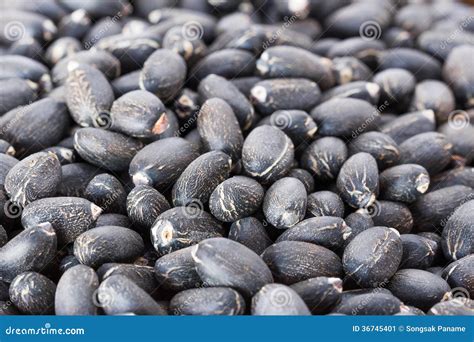 Organic (Jatropha Curcas) Seeds. Royalty-Free Stock Photo ...