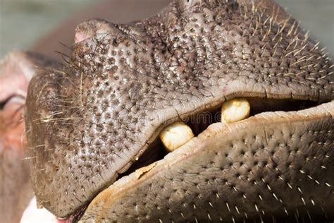 Hippopotamus teeth stock image. Image of long, water - 95543179