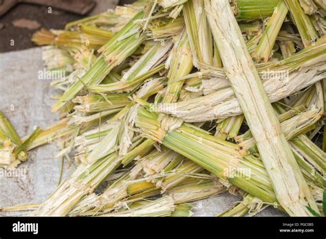 Sugar Cane Natural Cellulose Fibers And Source Of Ethanol Biofuel