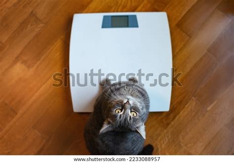 funny cat standing  scale photo stock photo  shutterstock