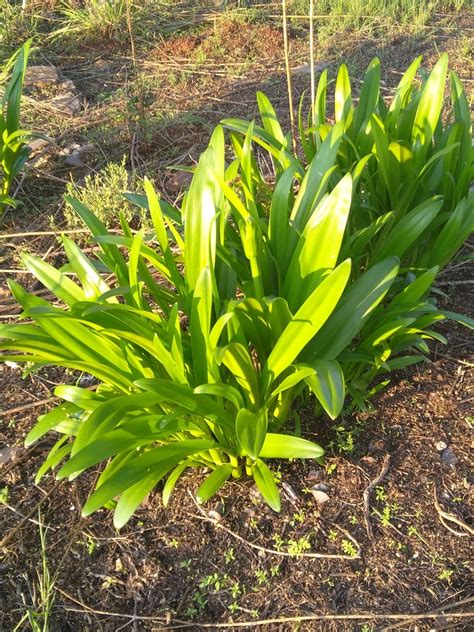 Spider Lilies From Carletonville South Africa On November