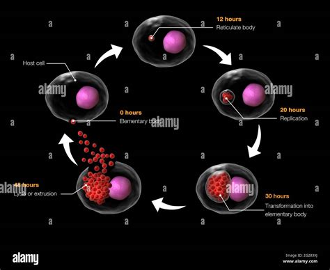 Chlamydia Bacteria Life Cycle