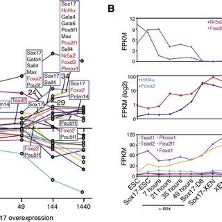 Identification Of Putative Regulators Of ExEn Cell Fate A Dynamic