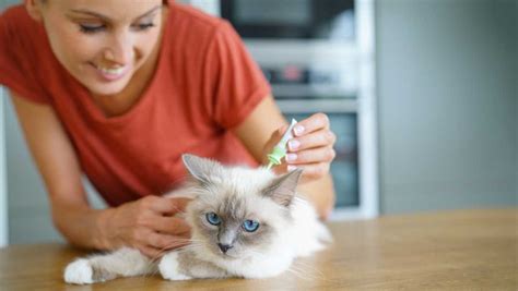 Wie erkennt man Würmer bei Katzen Anzeichen und Symptome Haustiereleben