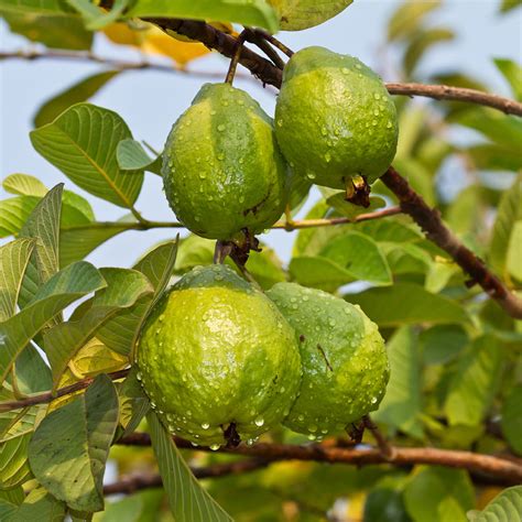 Tropical Pink Guava Trees for Sale | FastGrowingTrees.com