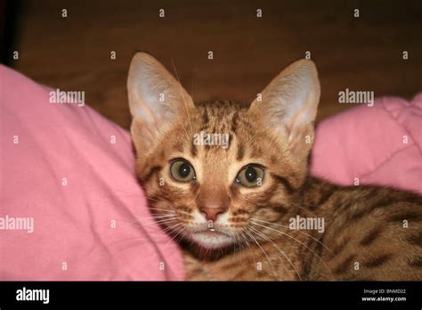 Brown spotted tabby kitten Stock Photo - Alamy