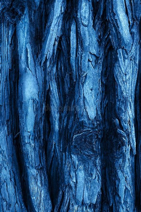 The Textured Bark Of A Young Coastal Redwood In Trendy Blue Color