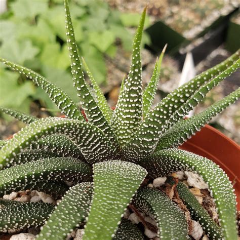 Haworthia Attenuata Concolor Planet Desert