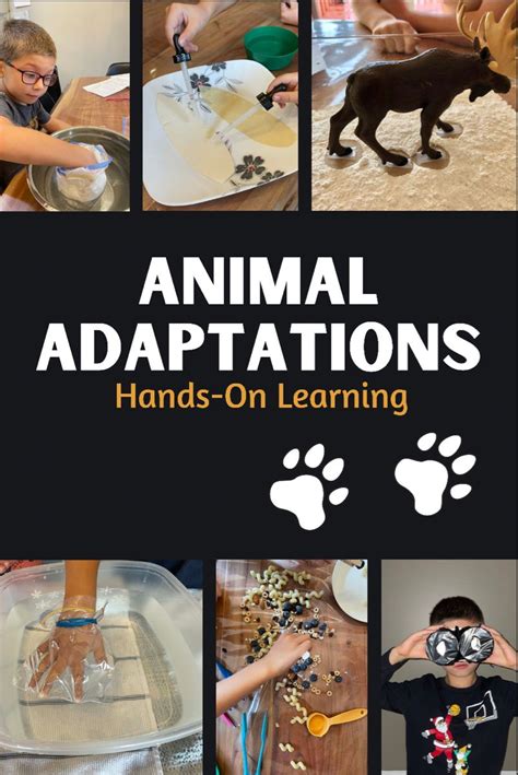 Animal adaptations for kids – Artofit