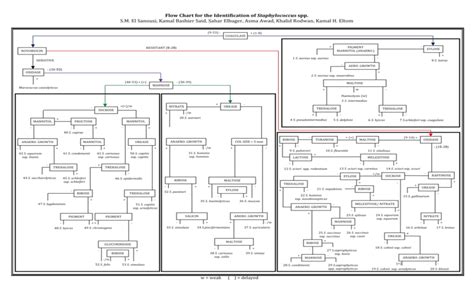 A Flow Chart For The Identification Of Staphylococcus Species