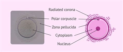 What Is An Oocyte