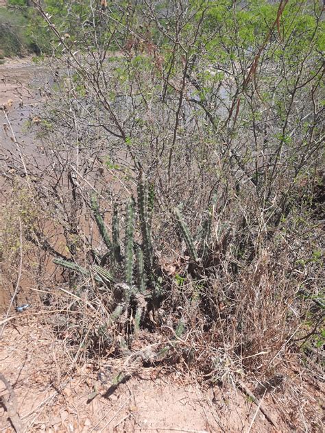 Guaraníes denuncian que su territorio en el chaco enfrenta desastre