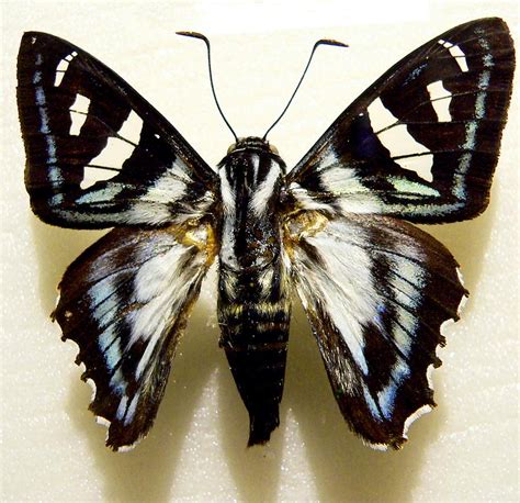 Black and White Moth Photograph by Rosalie Scanlon