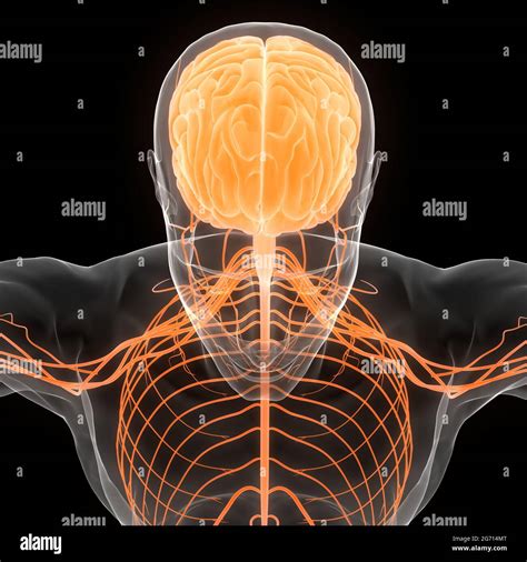 Central Organ Of Human Nervous System Brian Anatomy Stock Photo Alamy