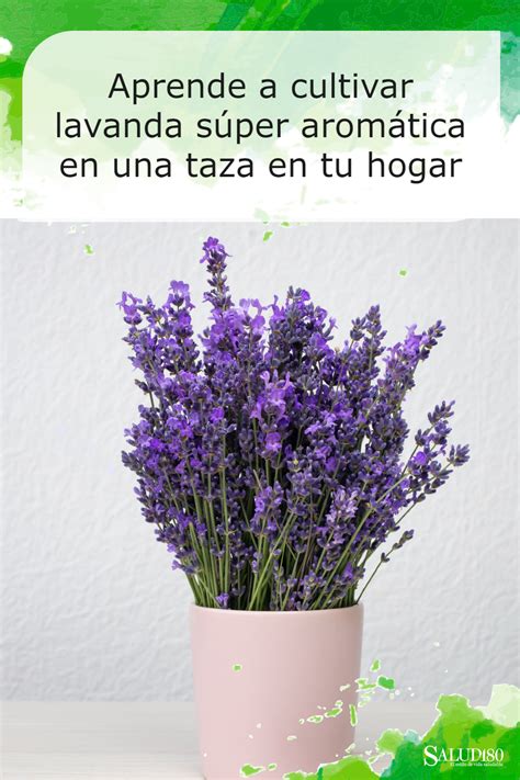 Aprende A Cultivar Flores De Lavanda En Una Taza Y Aromatiza Tu Hogar