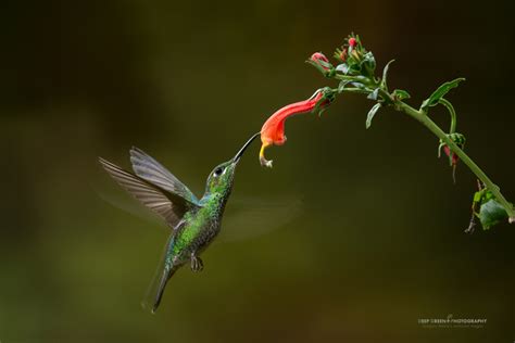 hummingbirds — Deep Green Photography