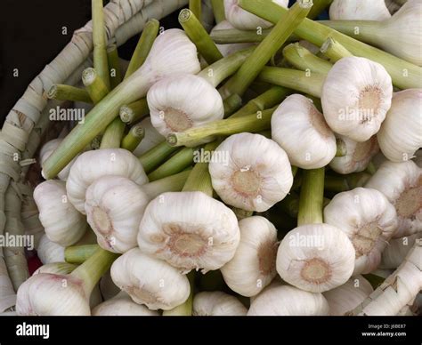 Garlic Food Aliment Spice Kitchen Cuisine Boil Cooks Boiling Cooking