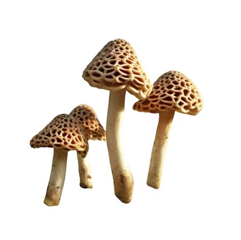 Images De Champignon Foret Png T L Chargement Gratuit Sur Freepik