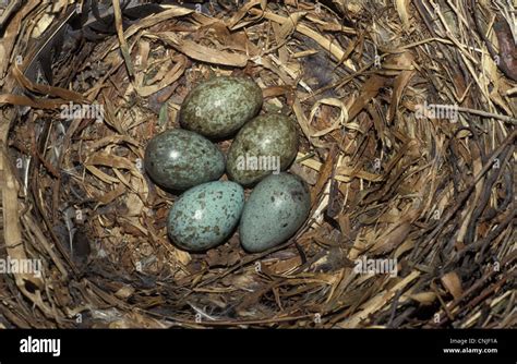 Crows Eggs Hi Res Stock Photography And Images Alamy