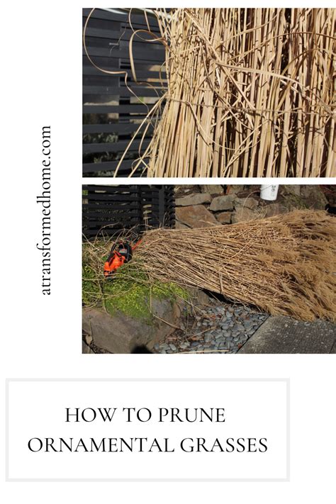 How To Prune Ornamental Grasses Ornamental Grasses Yard Maintenance