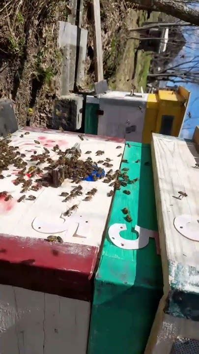 Пчёлы несут обножку - YouTube