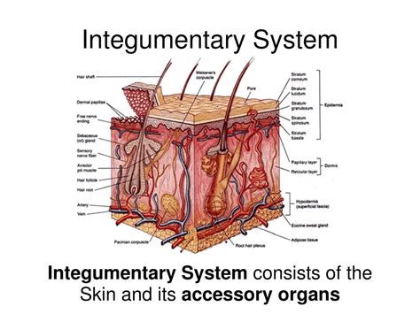 PPT - Integumentary System PowerPoint Presentation, free download - ID ...